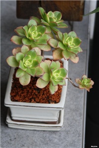 5ed69ef5-IMG_7269 aeonium.jpg